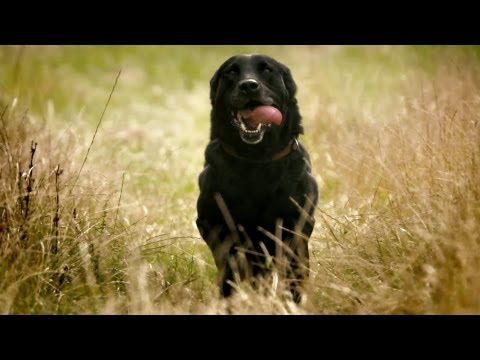 Fenton: 4GEE Remaster